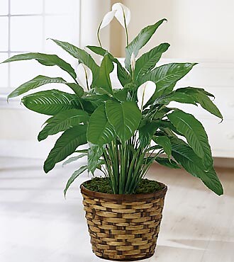 The Spathiphyllum Plant